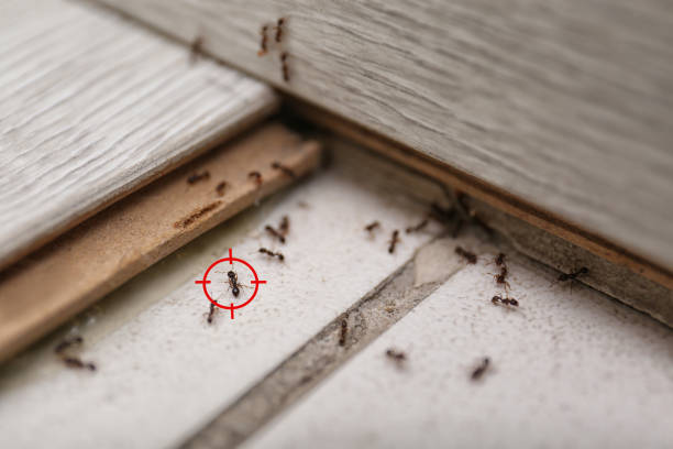 Best Cockroach Control Services  in El Granada, CA